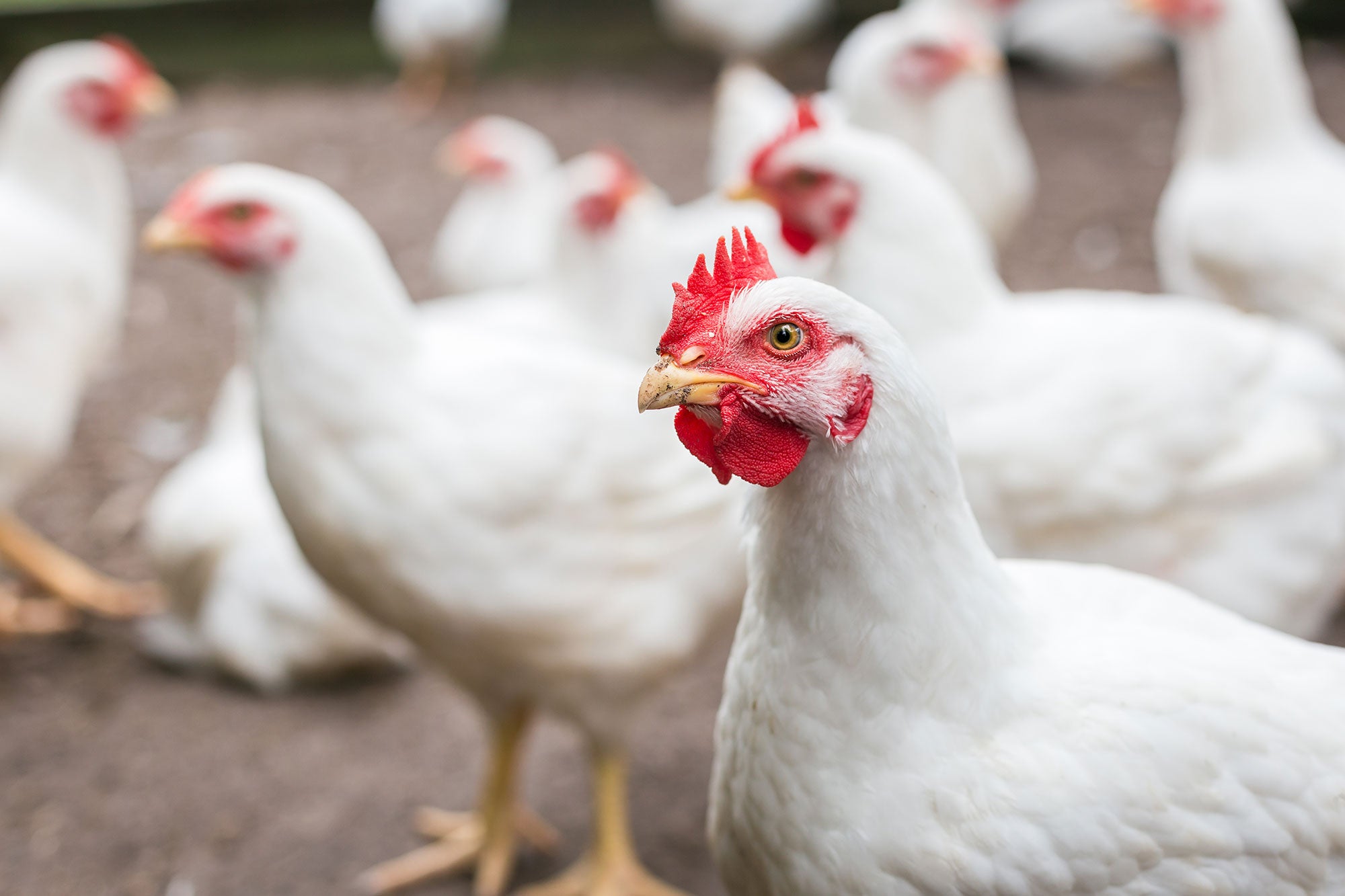 bg-broiler-chickens-001-Kishyru
